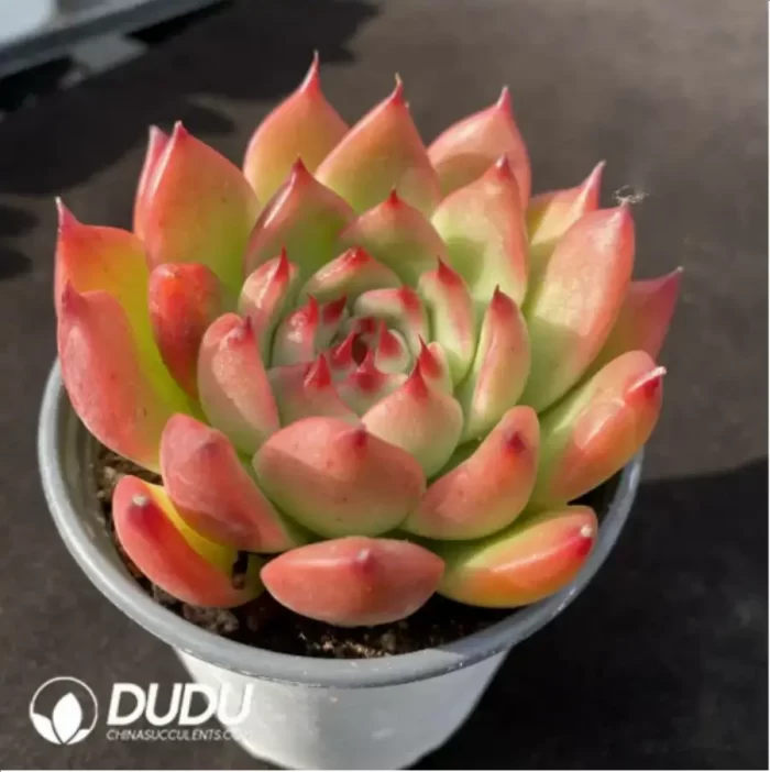 Echeveria Garciae - Image 2