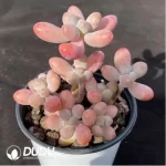 Sedum Big Star Clustering - Image 2