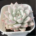 Echeveria Ice Beauty Variegated - Image 2