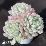 Echeveria cv. blue apple variegated Clustering - Image 2