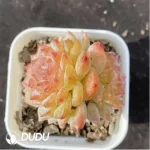 Echeveria FuSu Double Head - Image 2