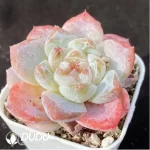 Echeveria White porcelain - Image 2