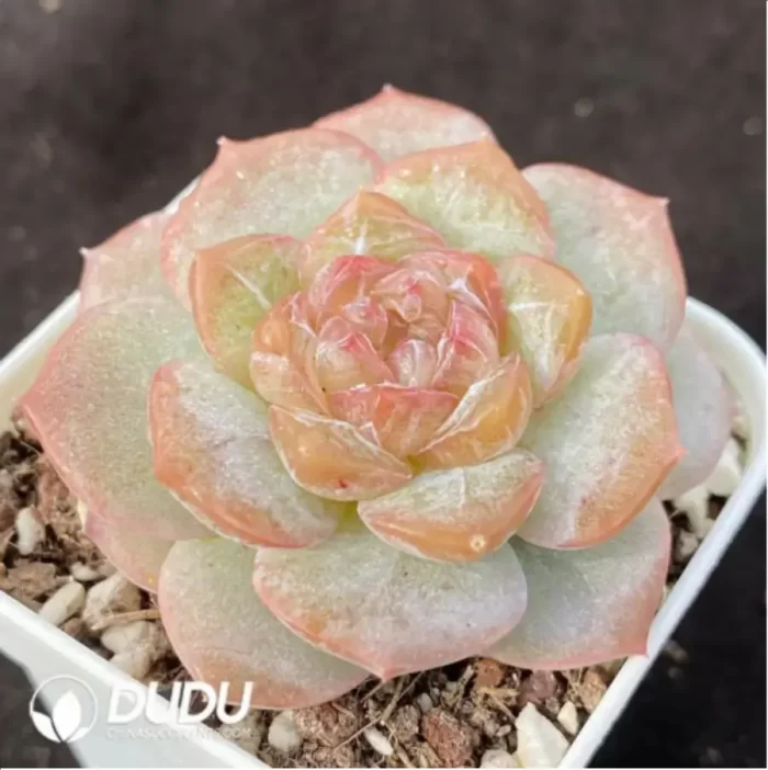 Echeveria Lychee Powder - Image 2