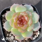 Echeveria Feizixiao - Image 2