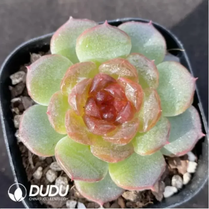 Echeveria Feizixiao - Image 2