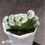 Haworthia Echinocereus blanckii - Image 2