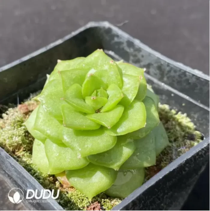 Echeveria Chai Biluo - Image 2
