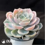 Echeveria Blue Surprise variegated - Image 2