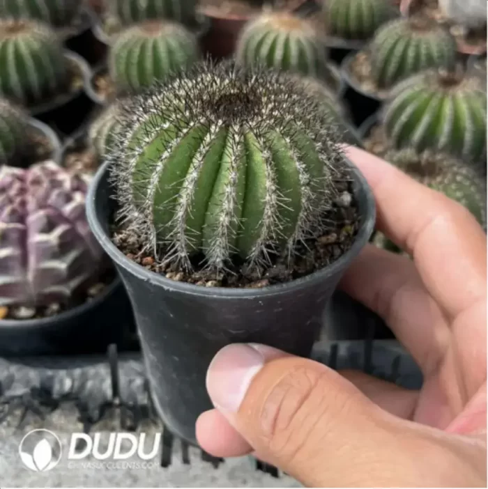 Uebelmannia Pectinifera - Image 2