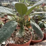 Dioscorea Turtle - Image 2