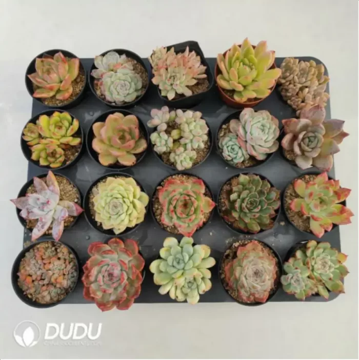 AC Random Collocation-8 - Image 2