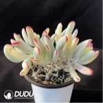 Cotyledon Orbiculata cv. Long Leaf Variegated - Image 2