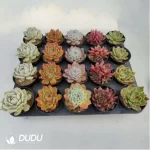 AC Collocation-6 - Image 2