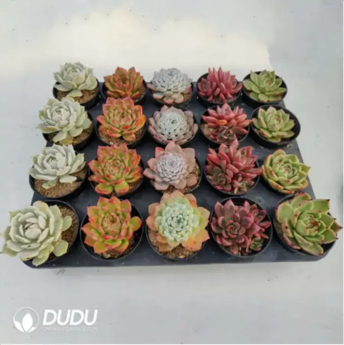 AC Collocation-6 - Image 2