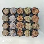 AC Collocation-5 - Image 2