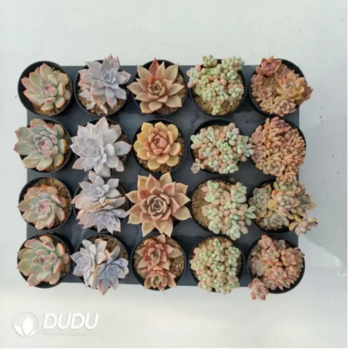 AC Collocation-5 - Image 2