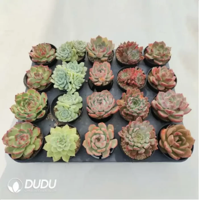 AC Collocation-4 - Image 2