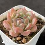 Echeveria Diamond Jenny - Image 2