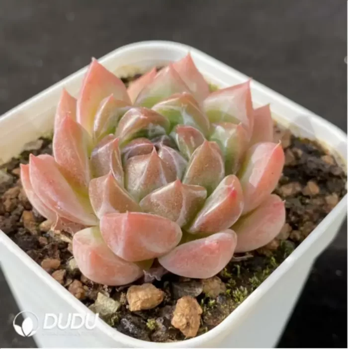 Echeveria Diamond Jenny - Image 2