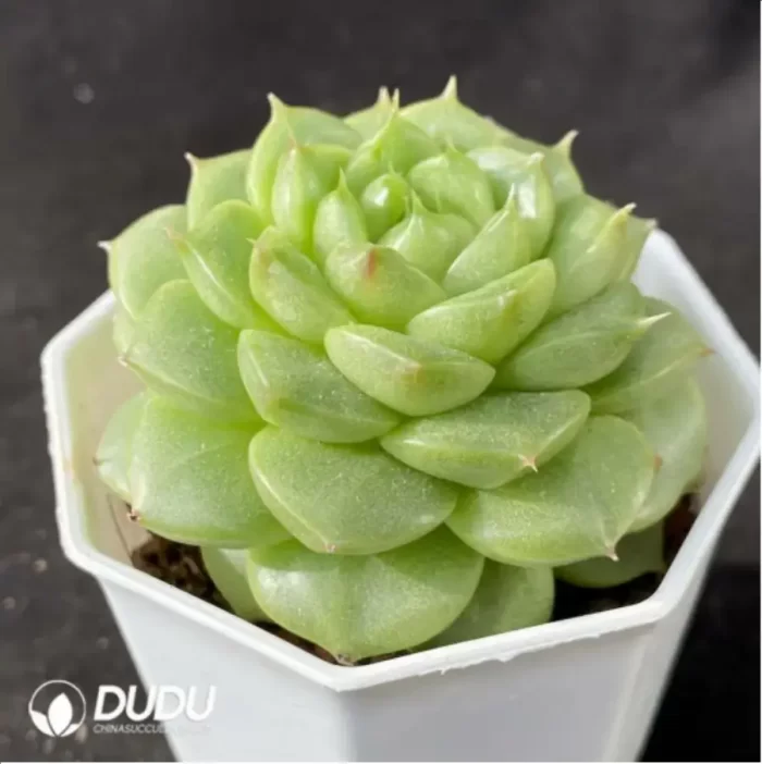 Echeveria Ivory Jenny - Image 2