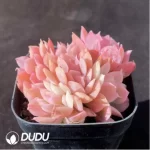 Echeveria Luella Variegated - Image 2