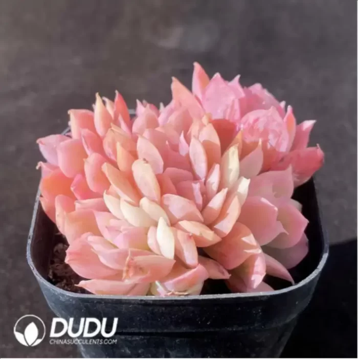 Echeveria Luella Variegated - Image 2