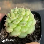 Echeveria Long eyelashes Thousand Layer Tower - Image 2