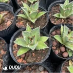 Aloe Dyckia sp. - Image 2