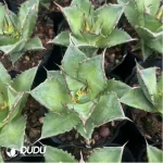 Agave Titanota Caesar - Image 2