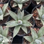 Agave Titanota Hades - Image 2