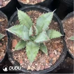 Agave Titanota Dwarf - Image 2