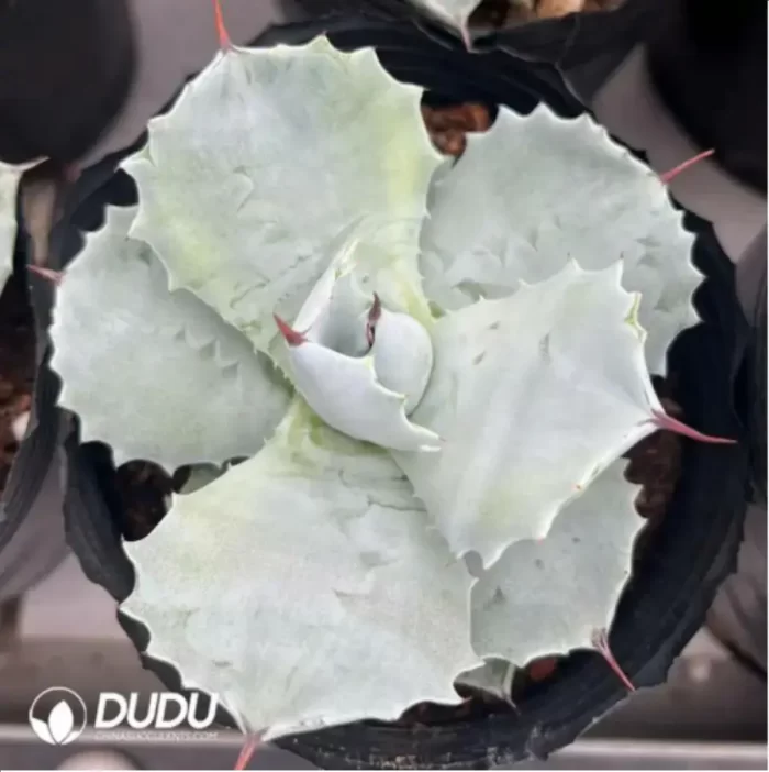 Agave Titanota Juggernaut - Image 2