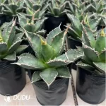 Agave Isthmensis - Image 2