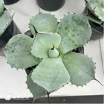 Agave Titanota Werewolf - Image 2