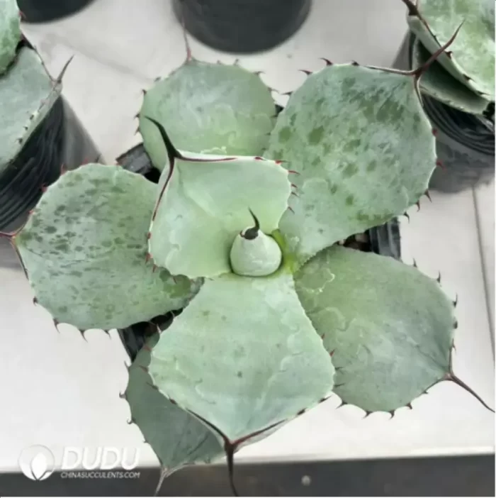 Agave Titanota Werewolf - Image 2