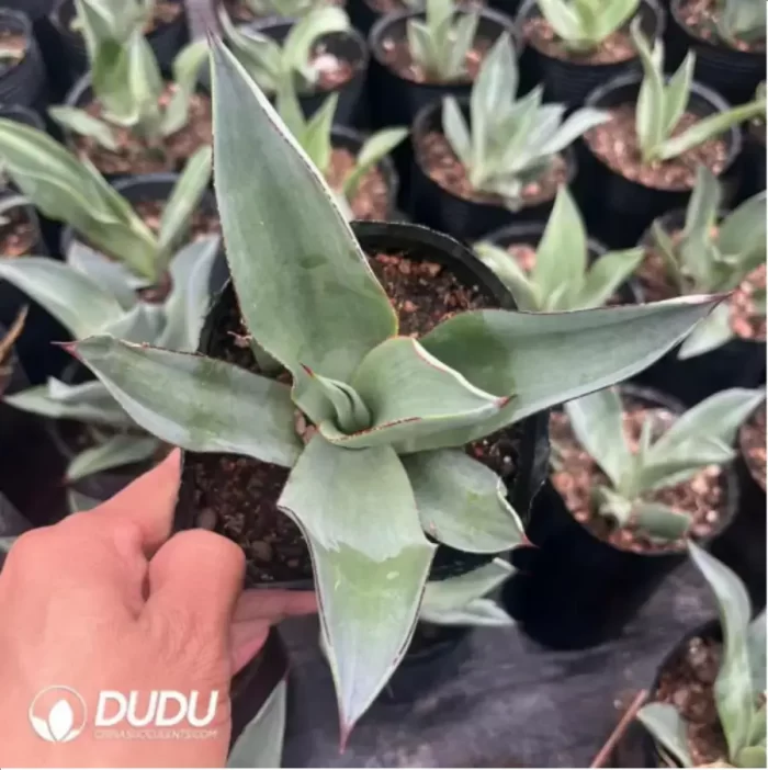 Agave Mangave Bloodline - Image 2