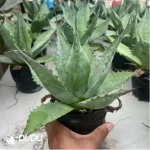 Agave Celsii Nova - Image 2