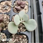 Adromischus White Alligator - Image 2
