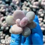 105Pcs/Tray Graptopetalum Amethystinum(Lavender Pebbles)Seedlings(Mix & Match 5+) - Image 2