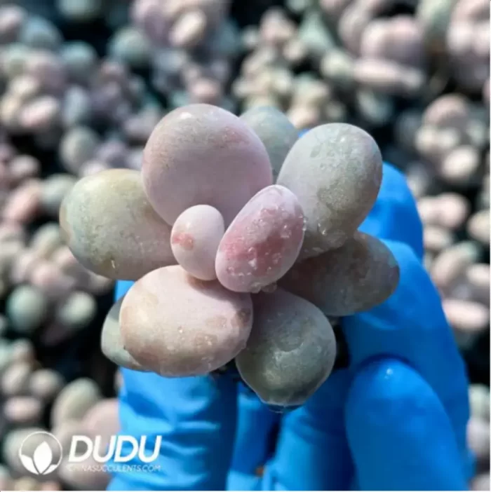 105Pcs/Tray Graptopetalum Amethystinum(Lavender Pebbles)Seedlings(Mix & Match 5+) - Image 2