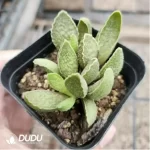 Adromischus Spring Frosted Eggs - Image 2