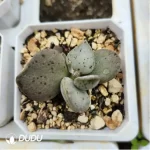 Adromischus Abdomen - Image 2