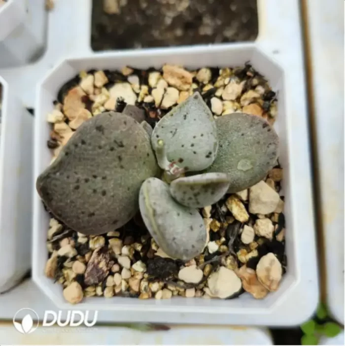 Adromischus Abdomen - Image 2