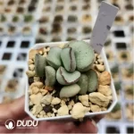 Adromischus Silver Wave Pink Egg - Image 2