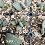 Adromischus Lychee Peel - Image 2