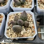 Adromischus Old Gardening Blister - Image 2