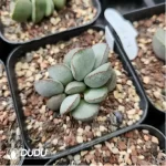 Adromischus Bodhi - Image 2