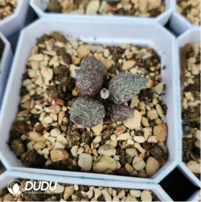 Adromischus  Zhu Za - Image 2
