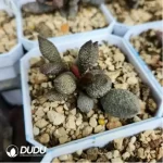 Adromischus Christmas Tree - Image 2