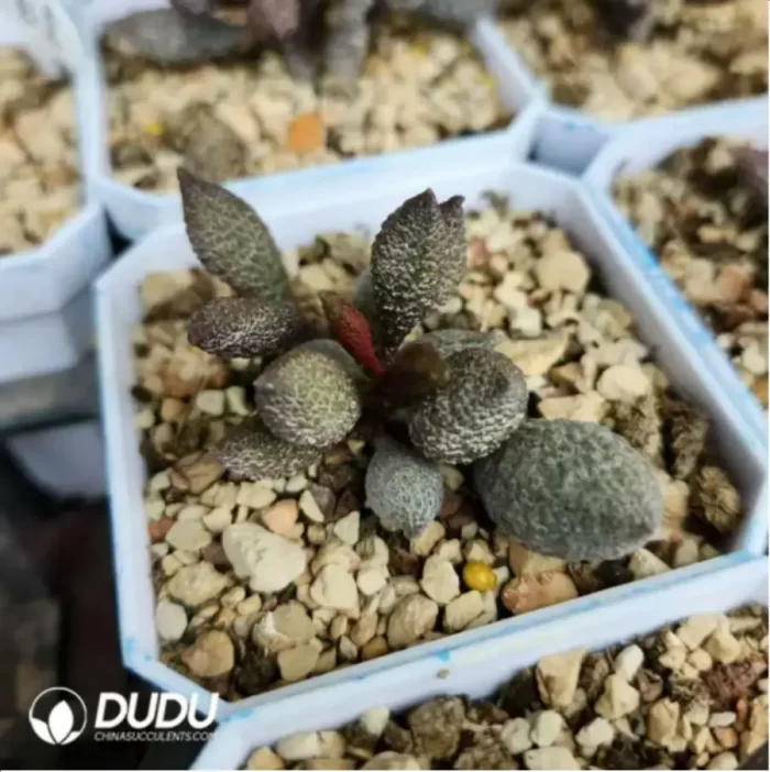 Adromischus Christmas Tree - Image 2
